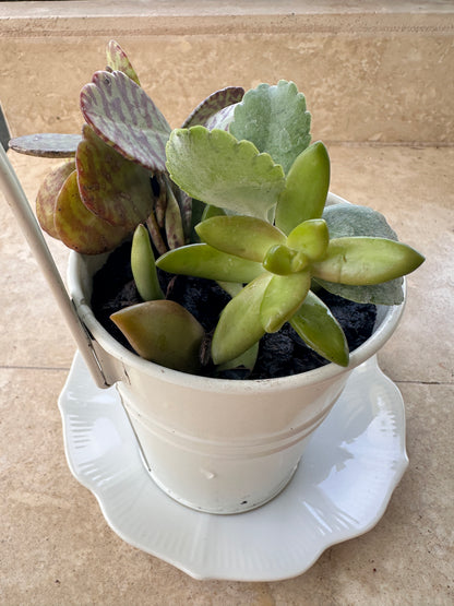 Artisan Succulent Trio Bucket