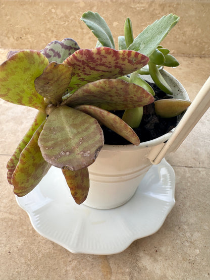 Artisan Succulent Trio Bucket