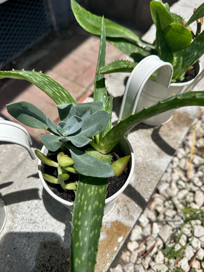 Artisan Succulent Trio Bucket